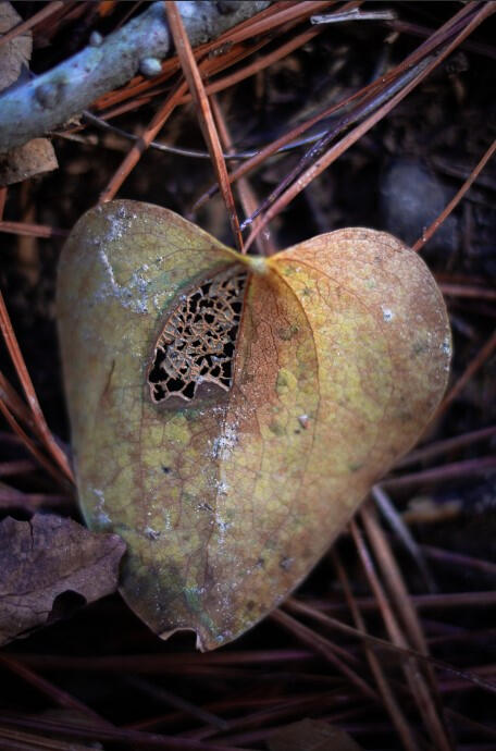 Apple of My Eyes. Digital Photography 2023
