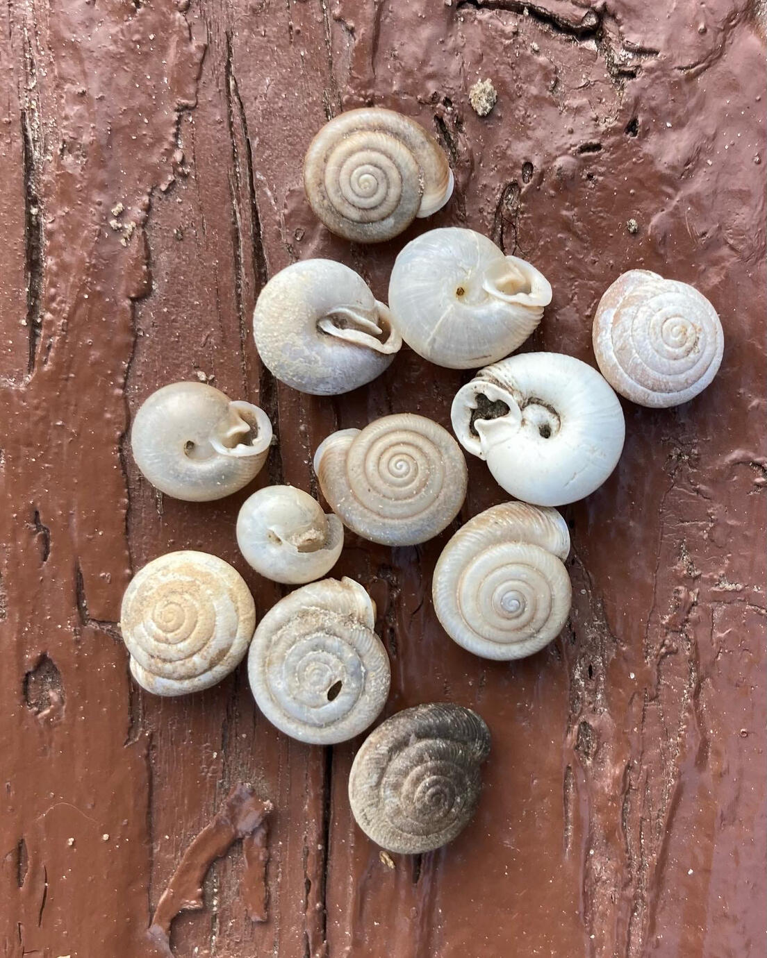 Snail Shells. Digital Photography, 2023