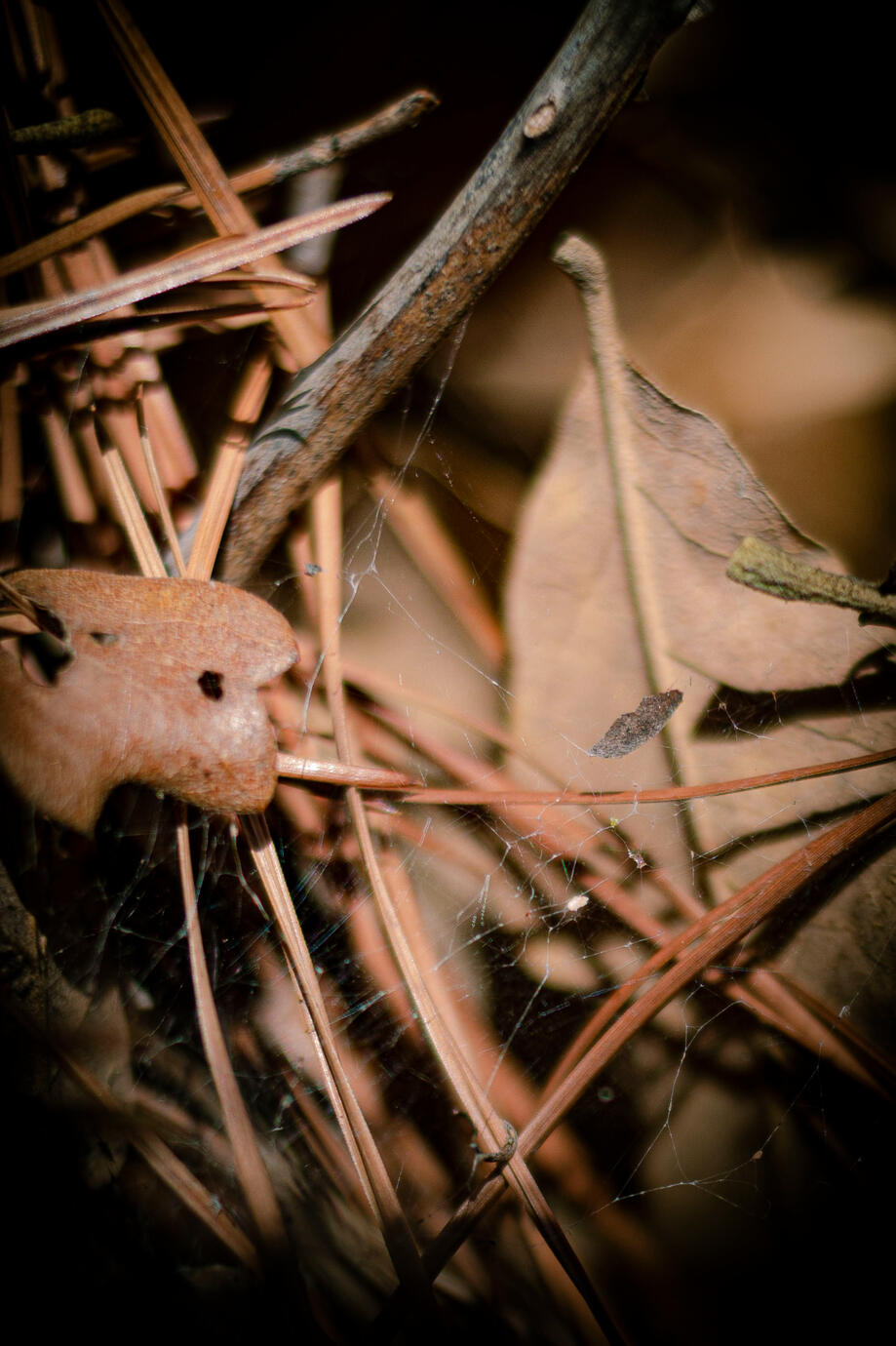 Spiderweb Vignette. Digital Photography, 2023