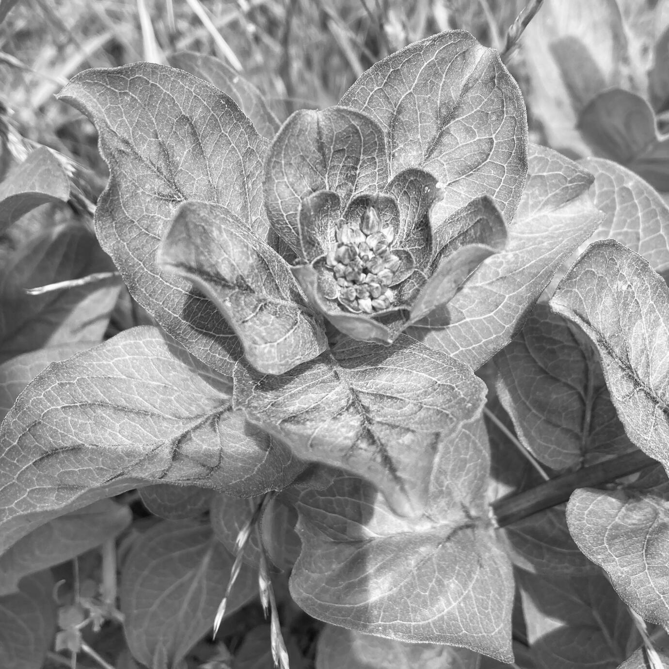 Milkweed. Digital Photography, 2024