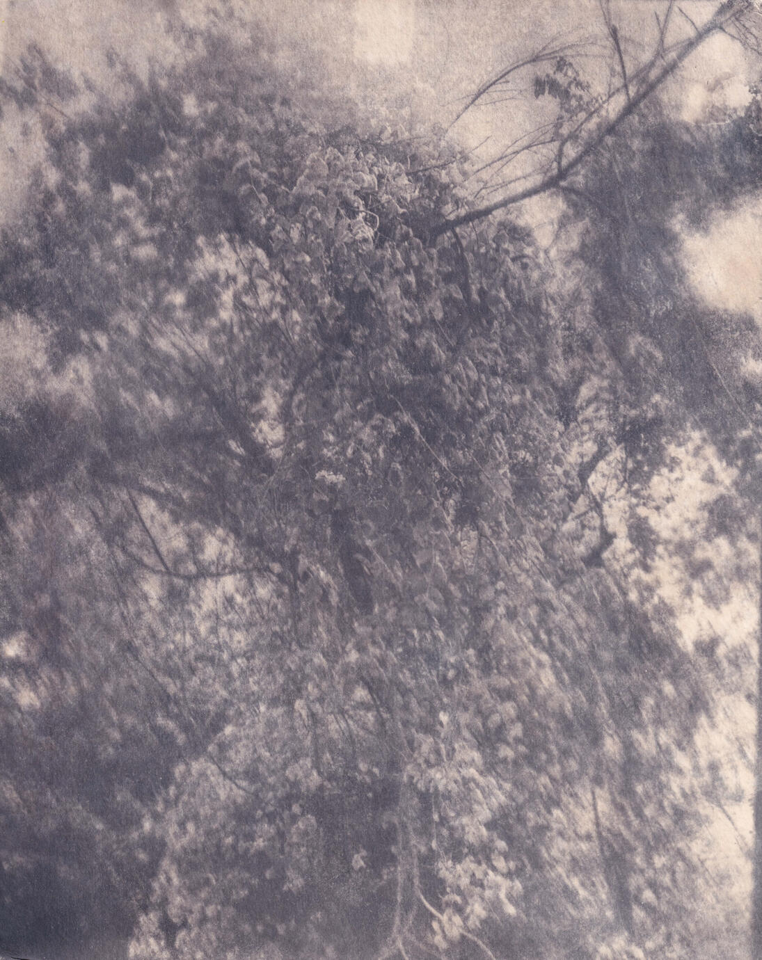 Tree Overgrown With Ivy. Cyanotype print toned with coffee, 2024