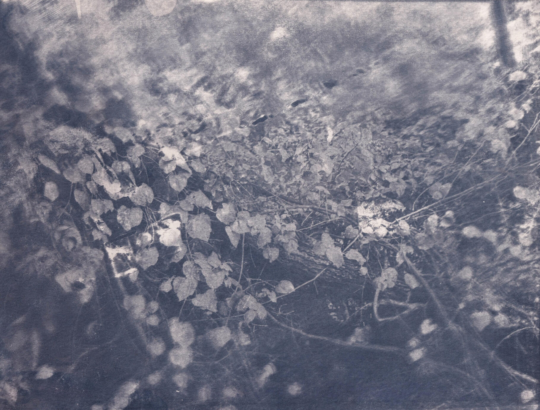 Unknown Species of Ivy on Tree. Cyanotype print toned with coffee, 2024